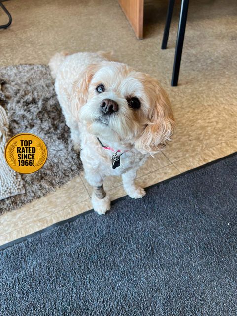 2017 Volkswagen Tiguan 2.0T Limited S 4Motion