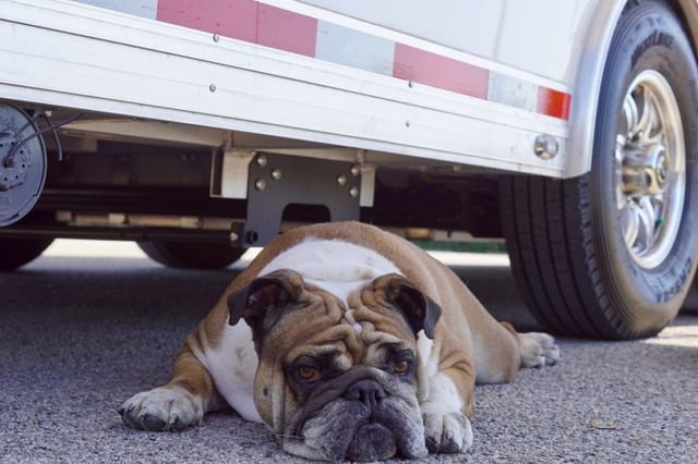 2024 Atc Mobile Animal Rescue | Keller, TX | Complete Trailers of Texas 2024 Atc Mobile Animal Rescue | Keller, TX | Complete Trailers of Texas