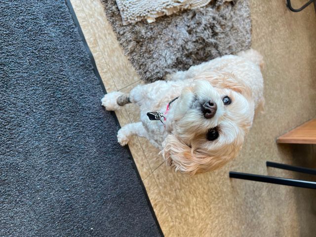 2023 BMW X3 AWD PREMIUM xDrive30i